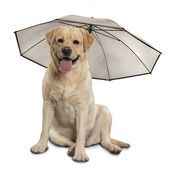 Dog with an Umbrella