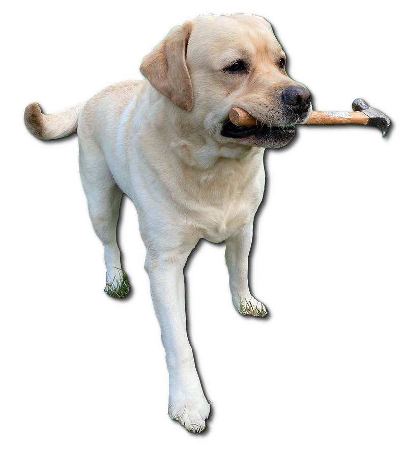 Dog holding wrench in mouth